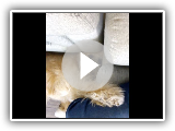 Terrier Tibetano Chester
